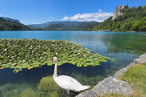 tennisurlaub slowenien bled