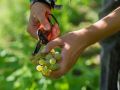 tenniscamp vanluyten weinlese